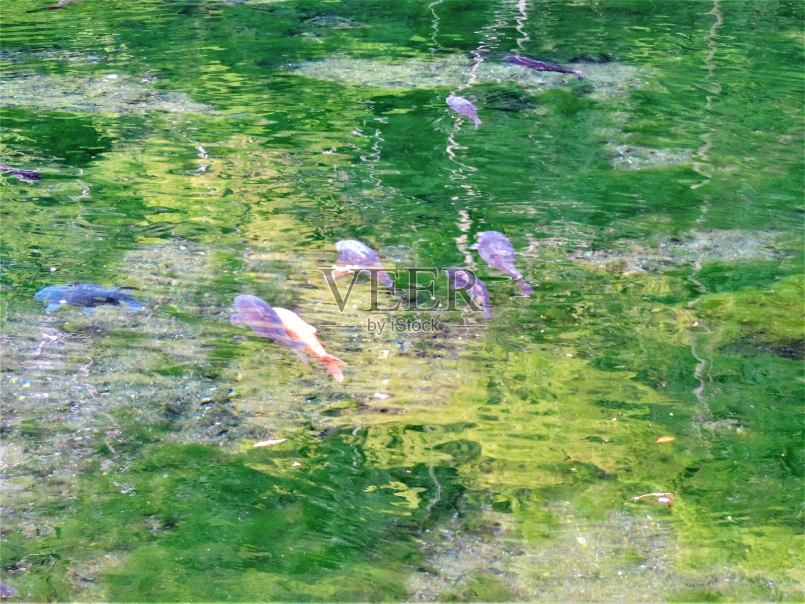 日本。4月。日本传统的鲤鱼池塘。照片摄影图片