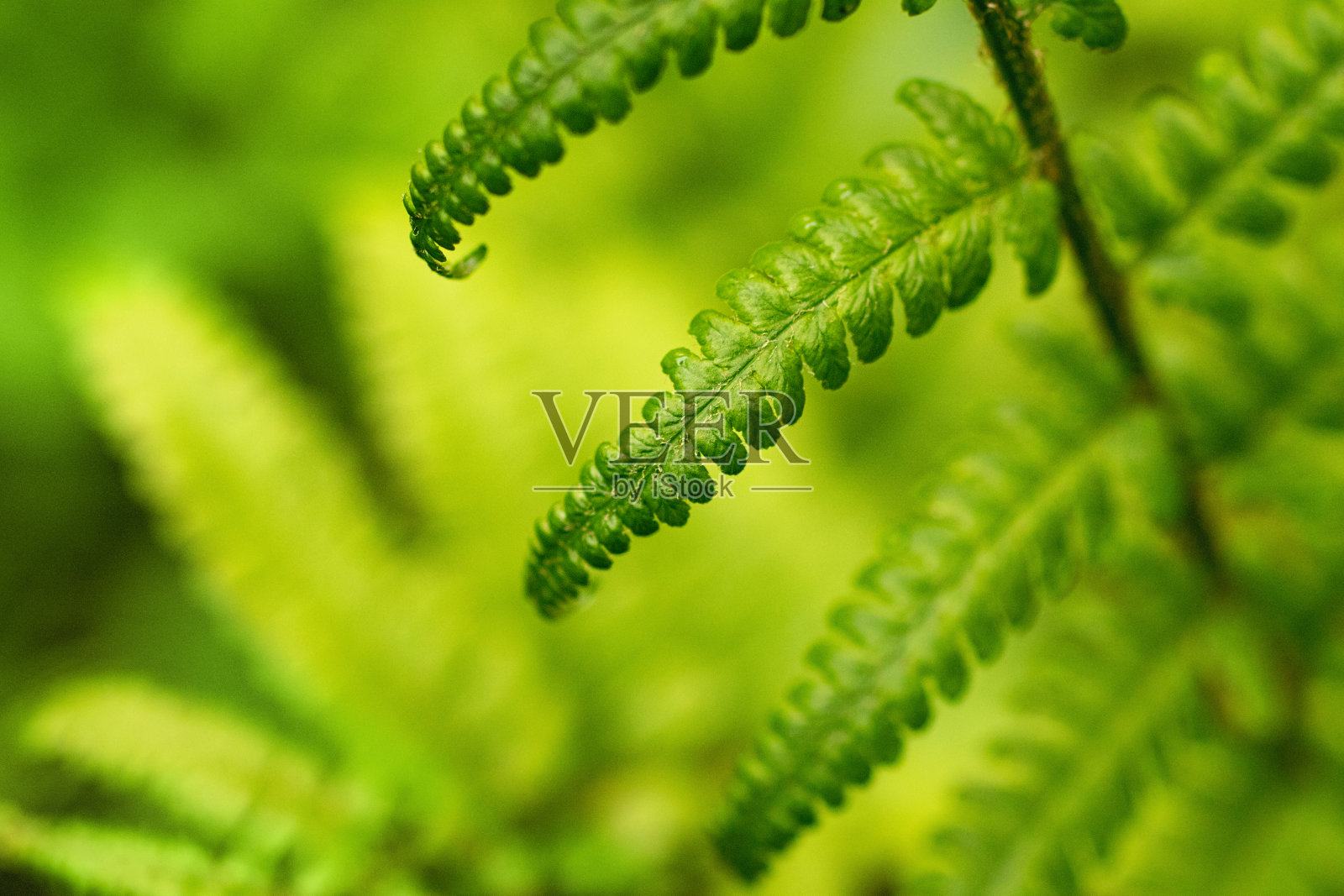 微距摄影的绿色蕨类叶在森林。美丽的自然背景，水平摄影。照片摄影图片