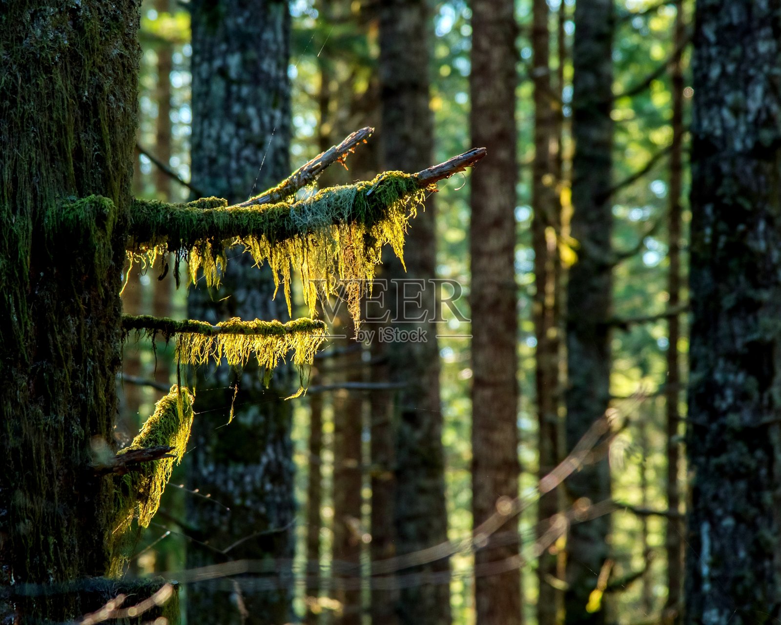 树枝苔藓2照片摄影图片