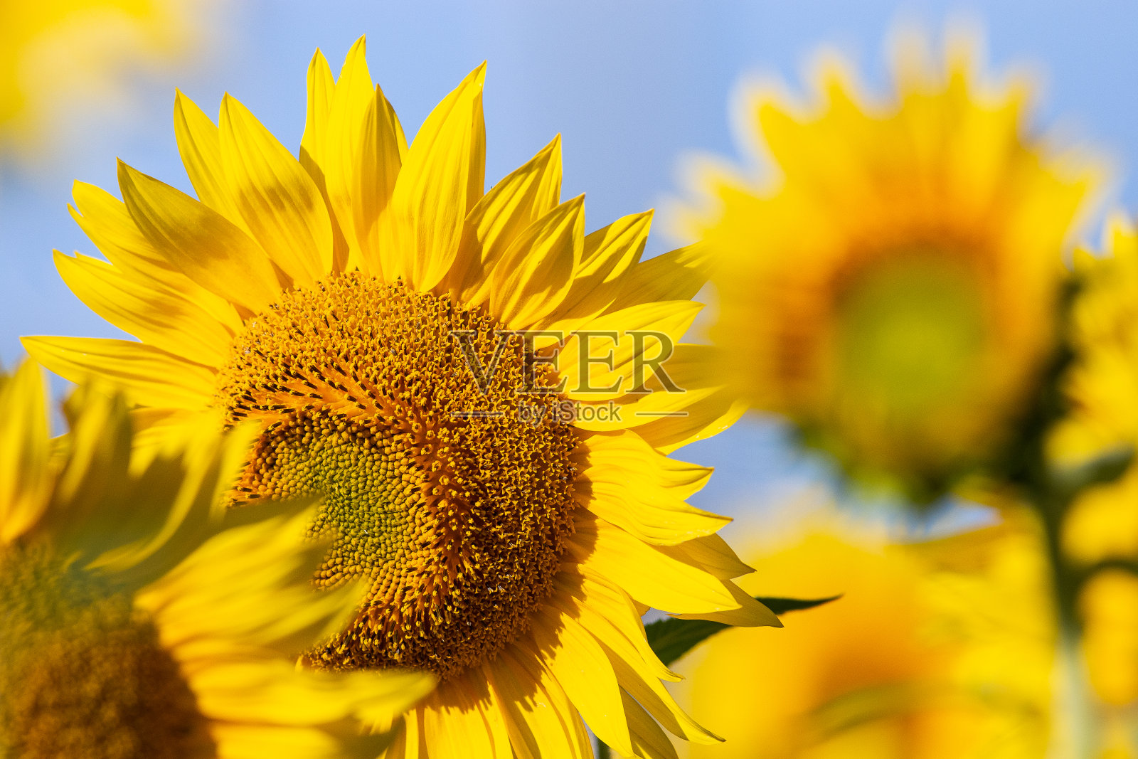 向日葵照片摄影图片