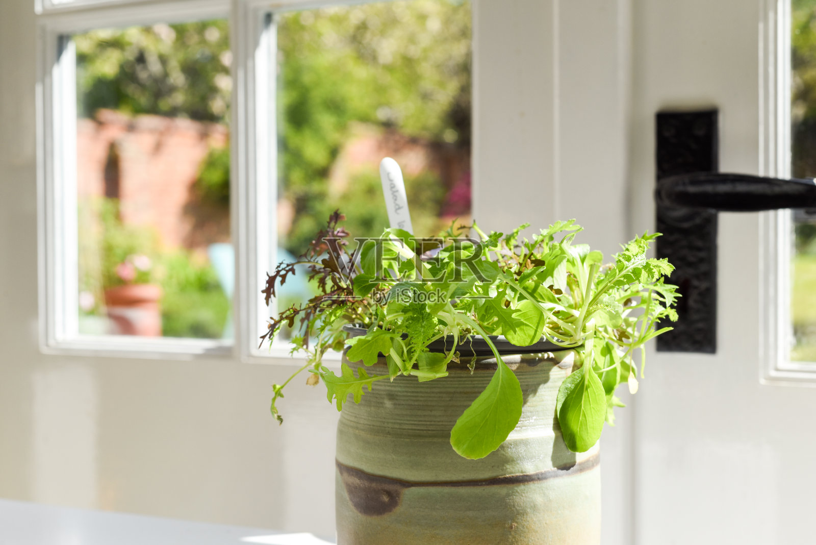在室内靠窗种植沙拉叶和香草照片摄影图片