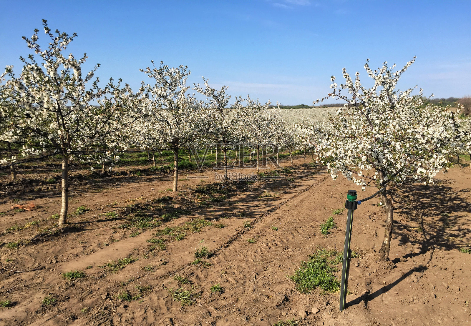 樱桃园在春天开花照片摄影图片