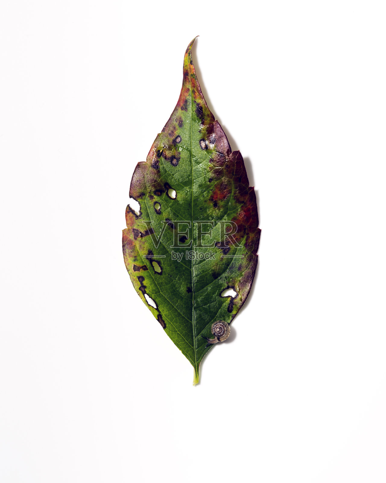 绿维吉尼亚的叶子和蜗牛。照片摄影图片