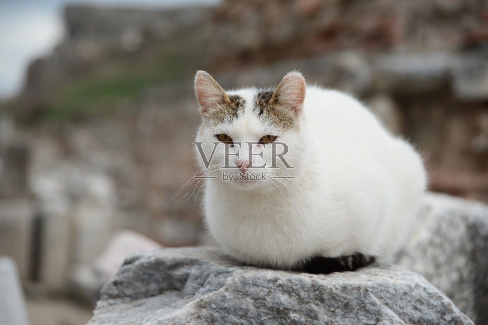 虎斑猫照片摄影图片