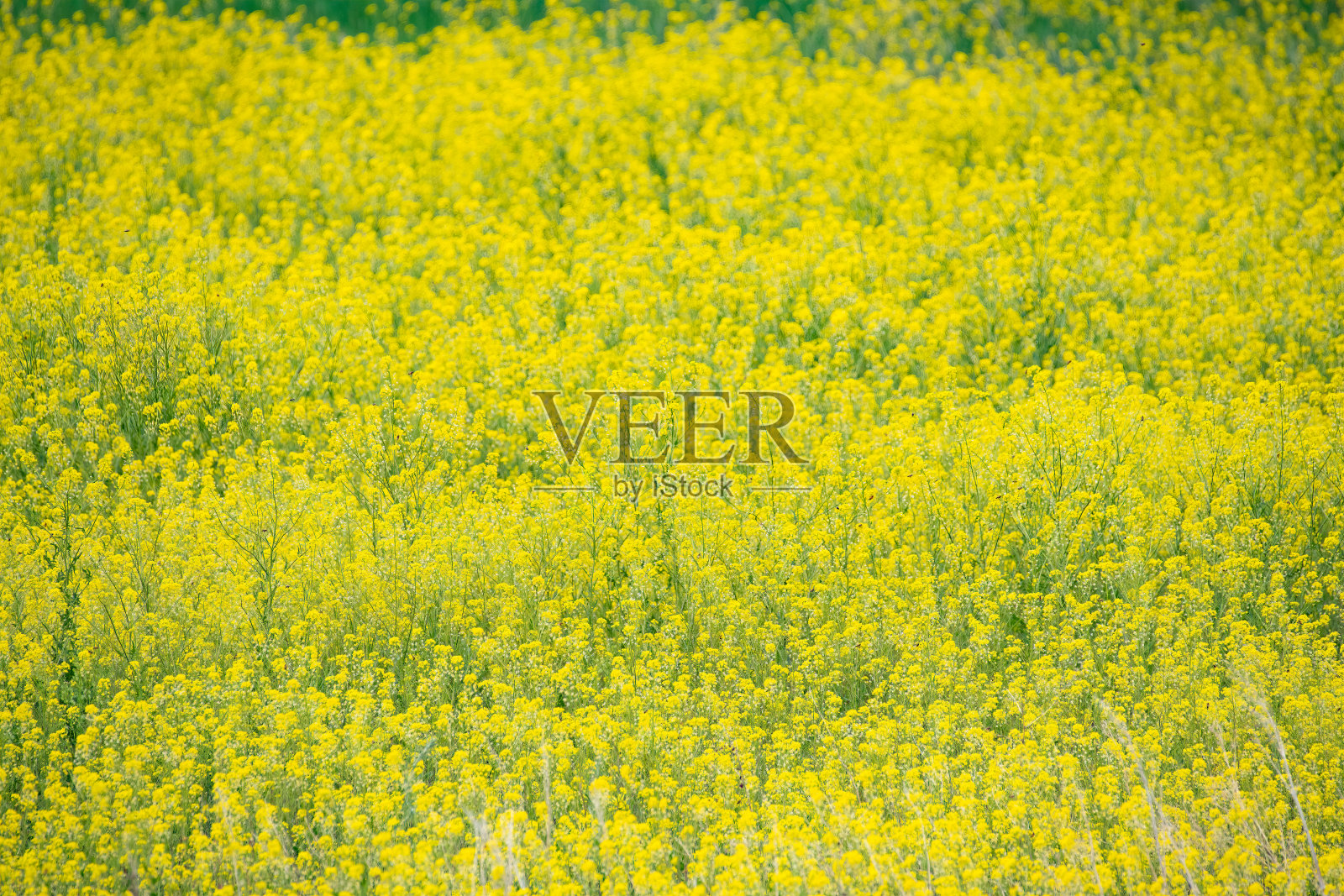 蒙大拿的田野上长满了黄色的野花照片摄影图片