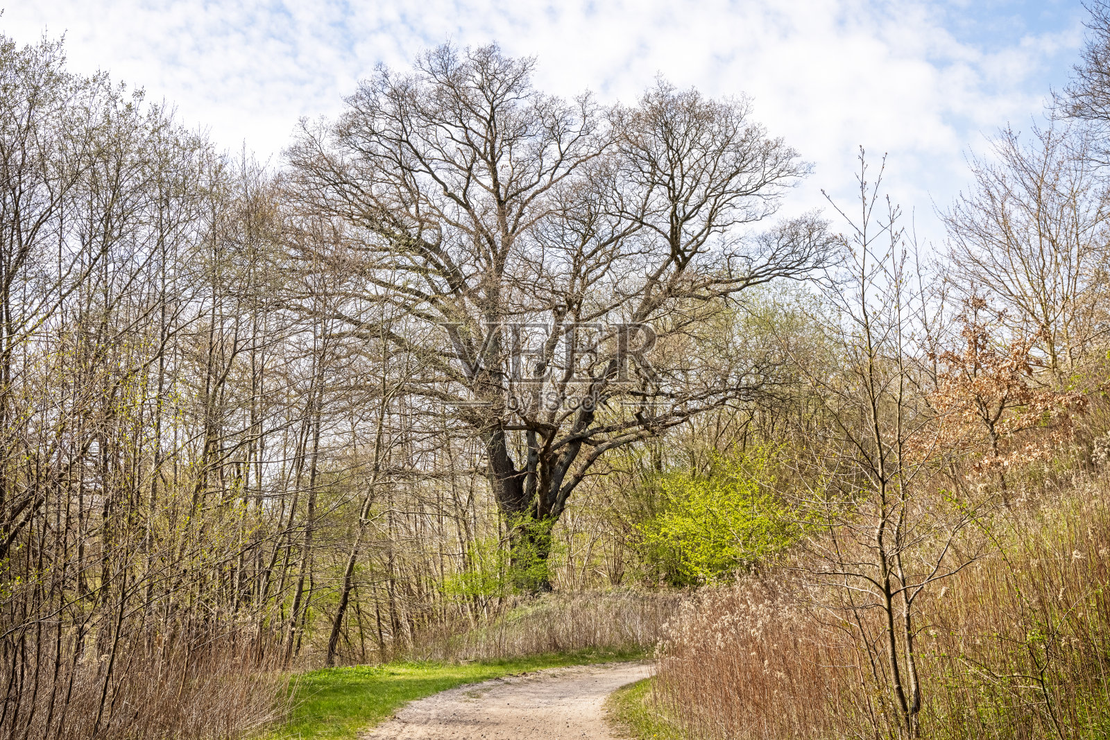 早春老橡树照片摄影图片