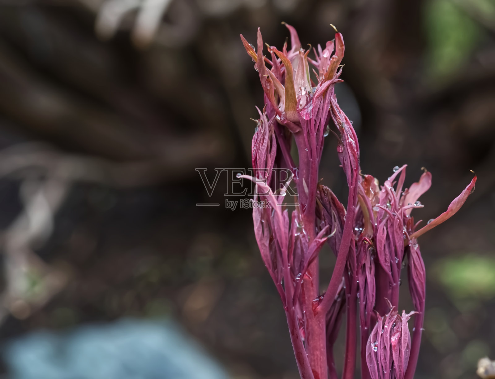 牡丹树照片摄影图片