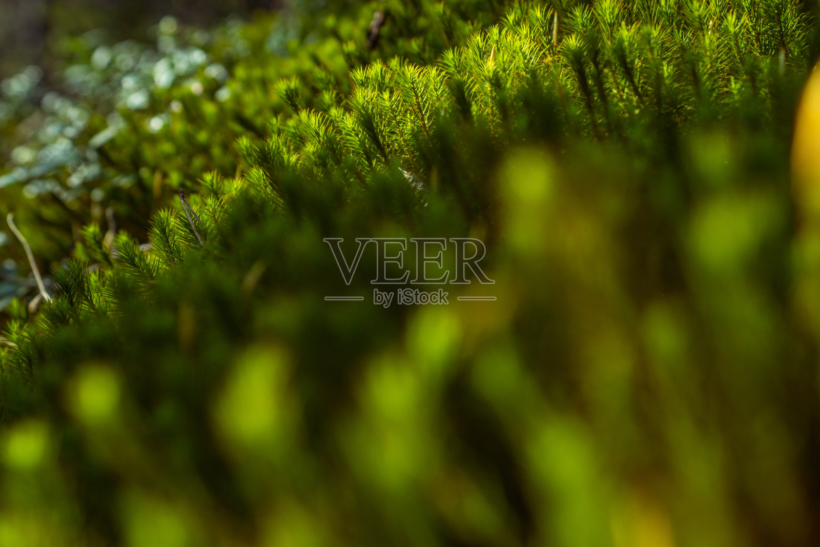 挪威的户外:森林深处的矮树丛照片摄影图片