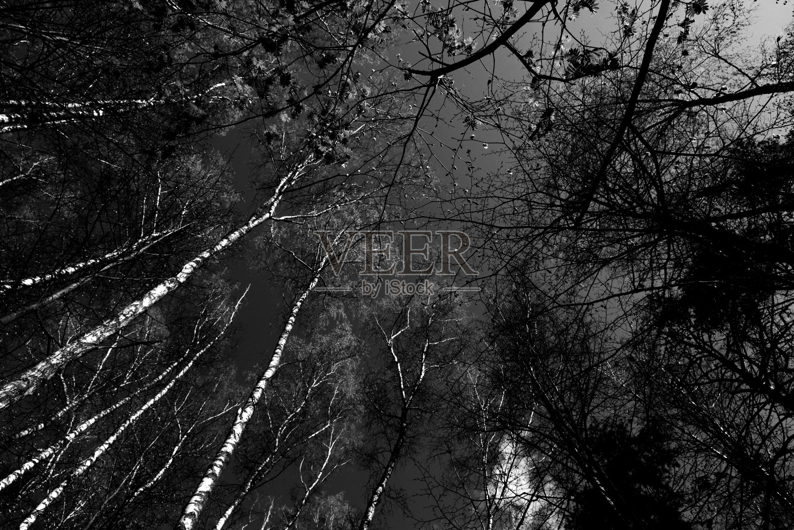 在晴朗的天空中直接俯瞰树顶照片摄影图片