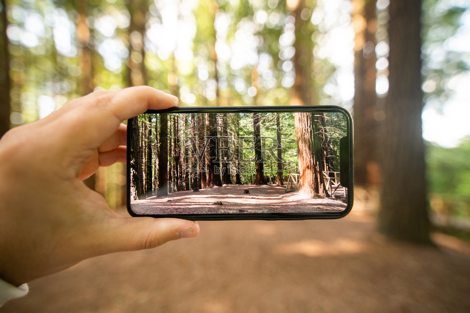 拍一张森林的照片照片摄影图片