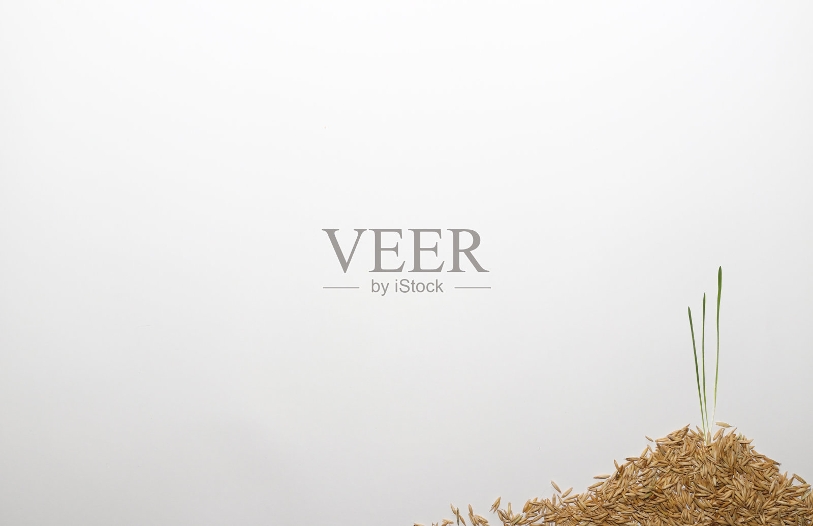 一堆带芽的谷粒。草正在增长。照片摄影图片