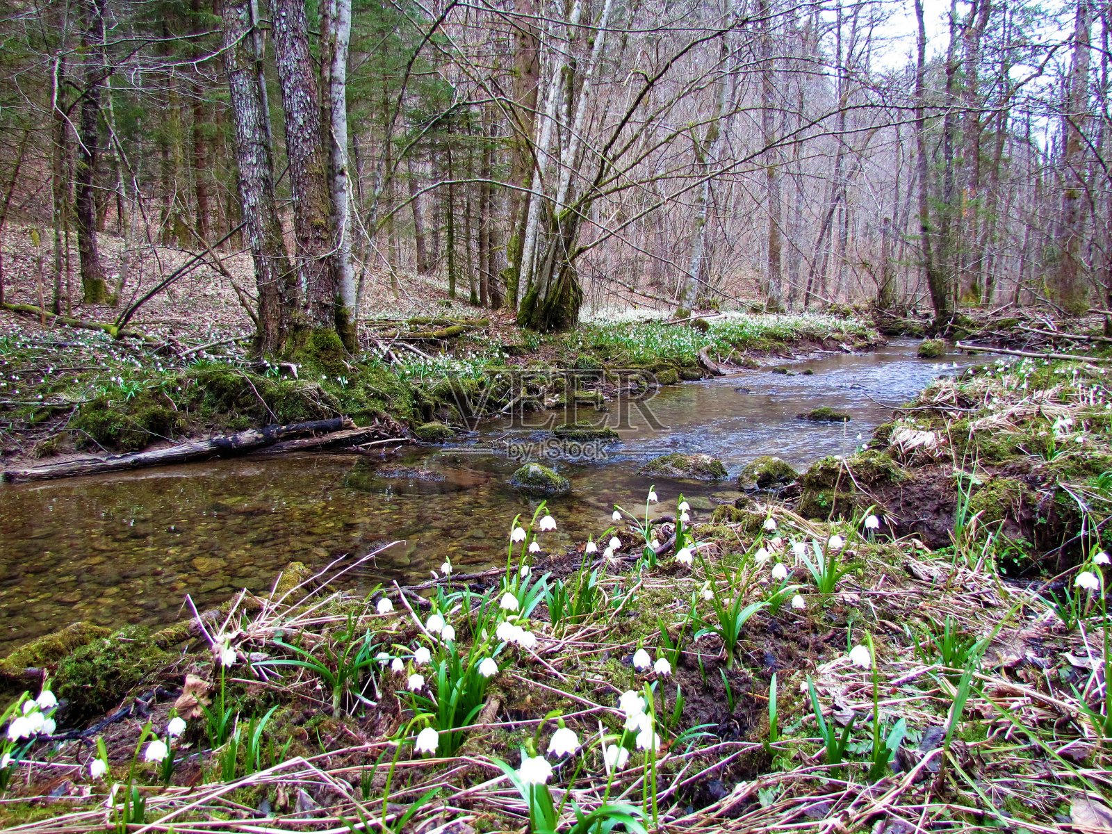 斯洛文尼亚一条小溪穿过森林，被春天盛开的白色雪花(白花)包围照片摄影图片