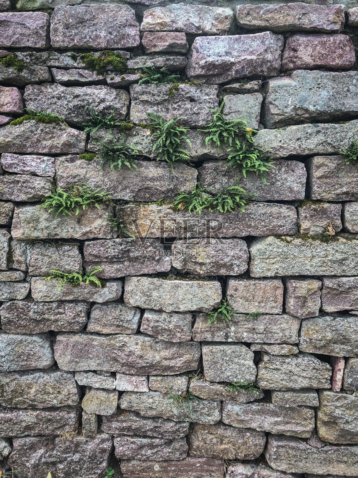 长满苔藓和植物作为纹理或背景的旧石墙。照片摄影图片