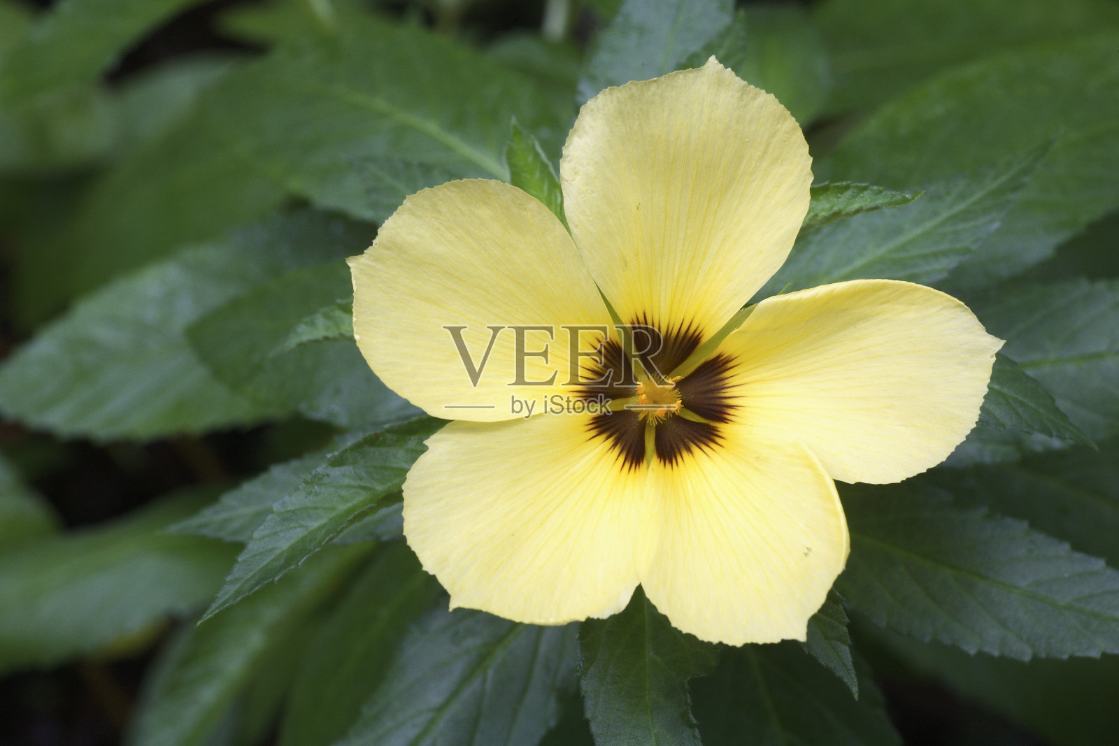 黑巡回Subulata照片摄影图片