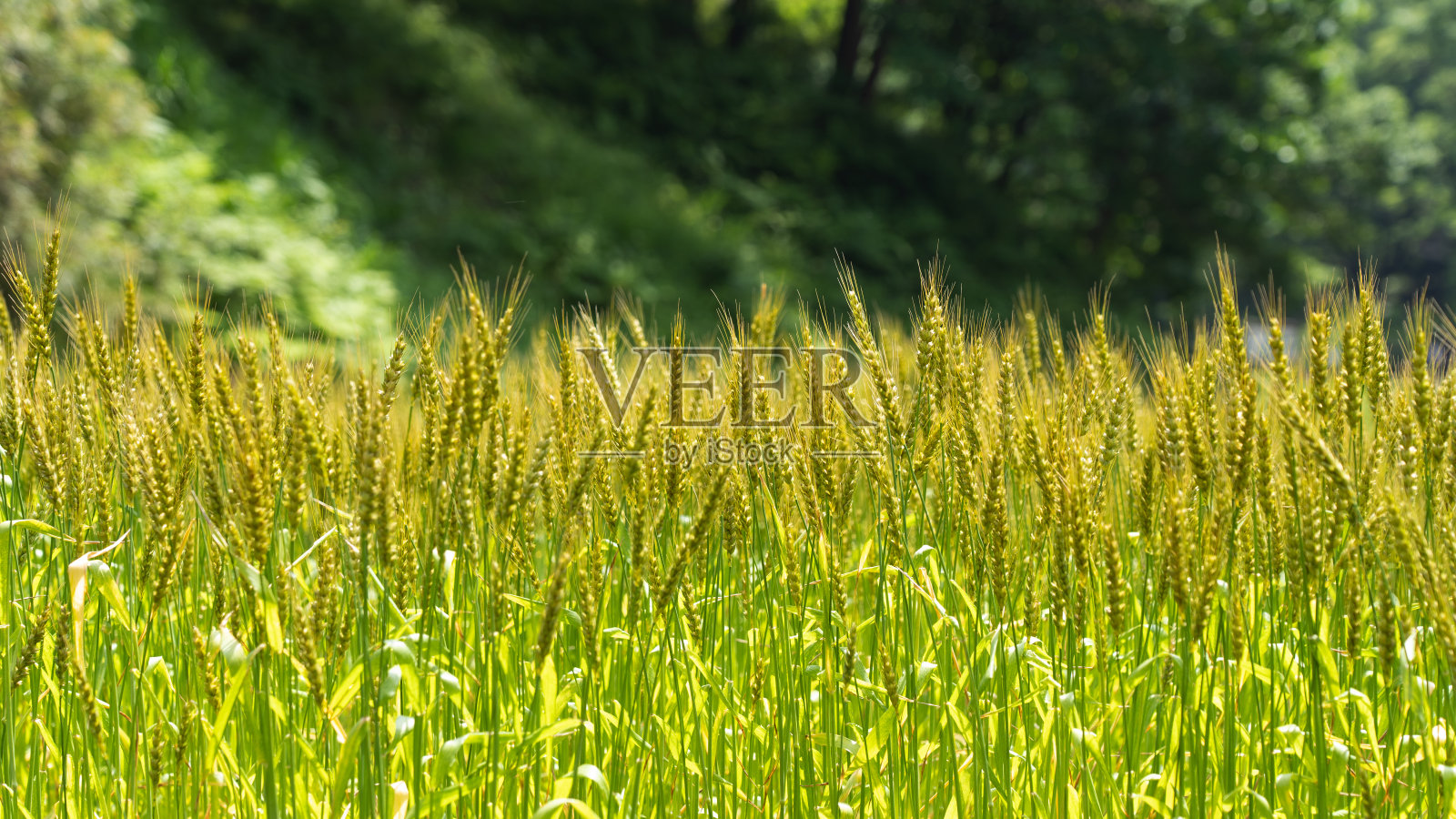 鸢尾花随风摇曳照片摄影图片