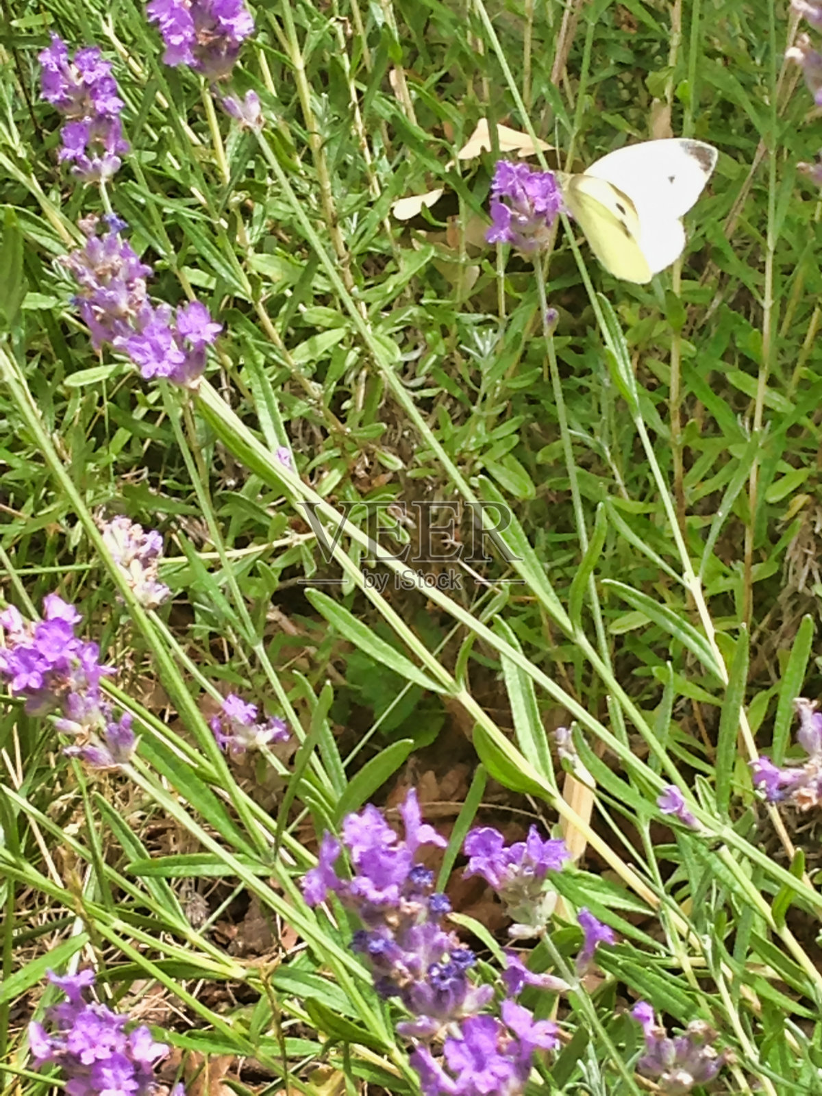一只蝴蝶栖息在细枝上照片摄影图片