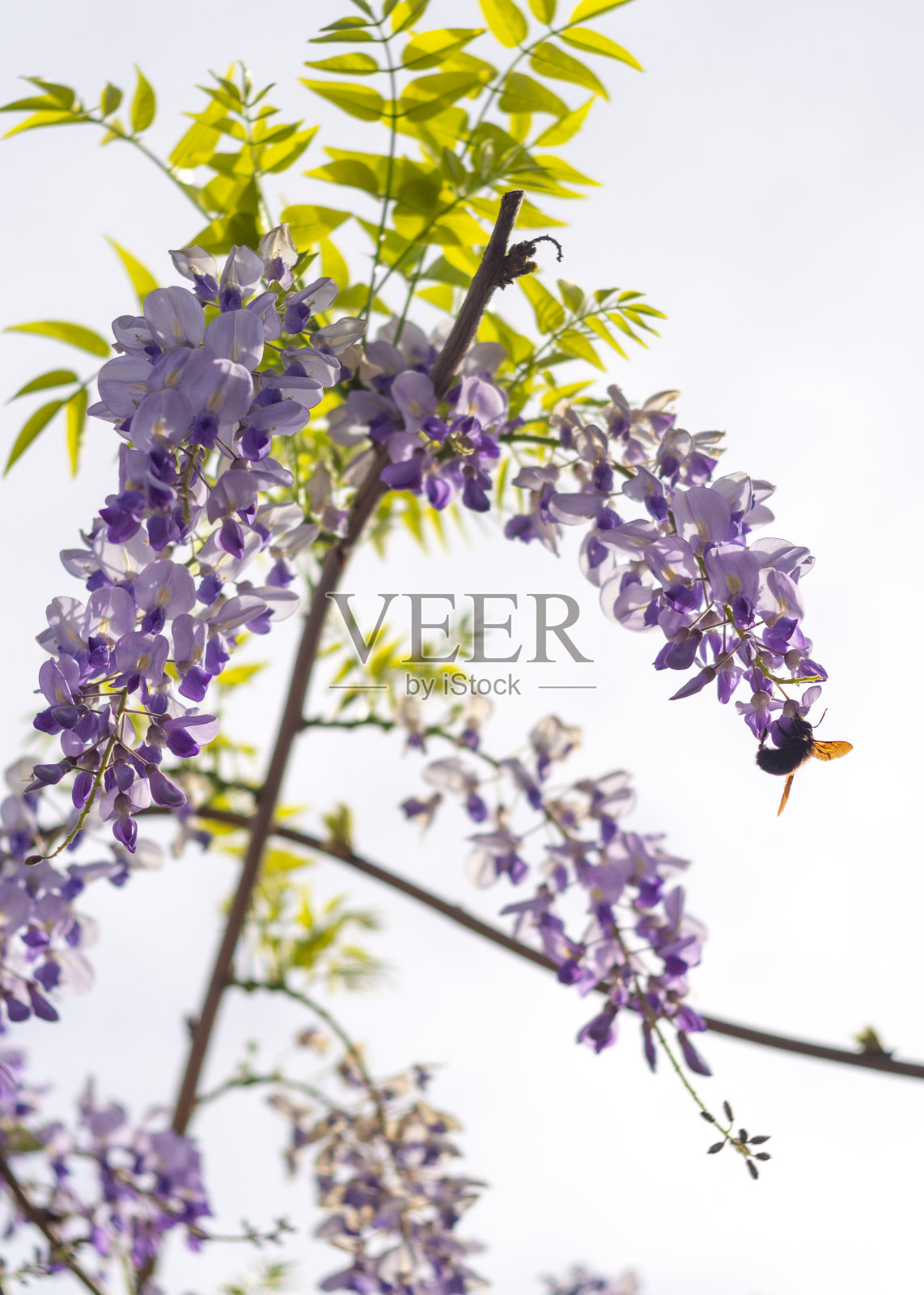 在阳光明媚的日子里，瓦尔加木耳和美丽的紫藤花照片摄影图片