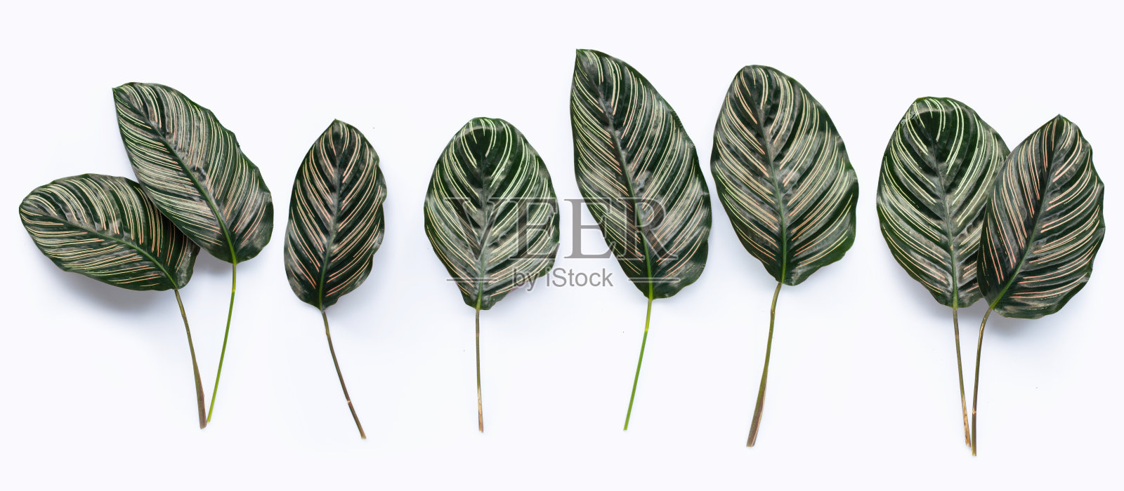 菖蒲叶在白色的背景上。照片摄影图片