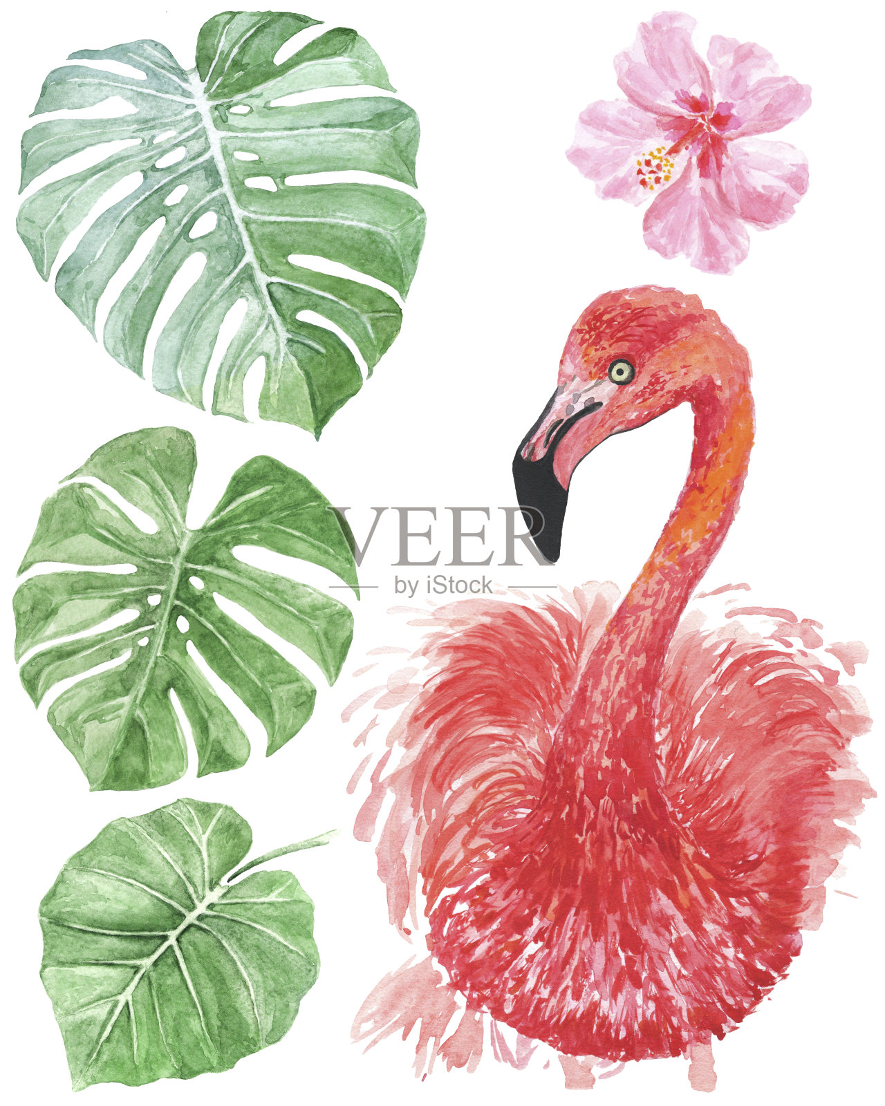 水彩火烈鸟与怪物的叶子插画图片素材