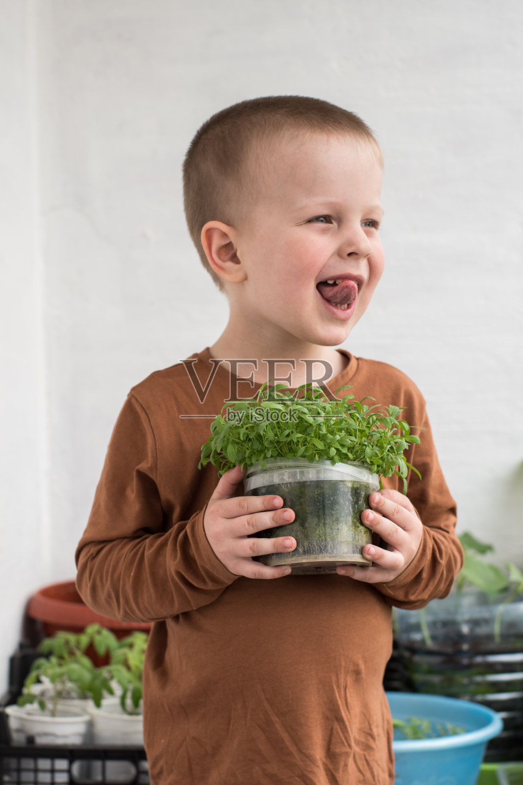 一个小男孩手里拿着一盆绿色的幼苗。春天的园艺和种植照片摄影图片
