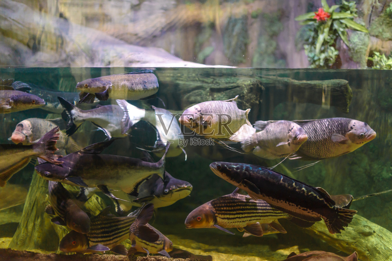 在蓝色海水中生长有珊瑚和藻类的热带鱼。美丽的水下世界背景。照片摄影图片