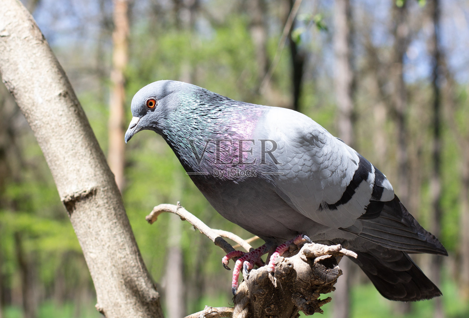 野鸽坐在篱笆上的鸽子(鸽子照片摄影图片