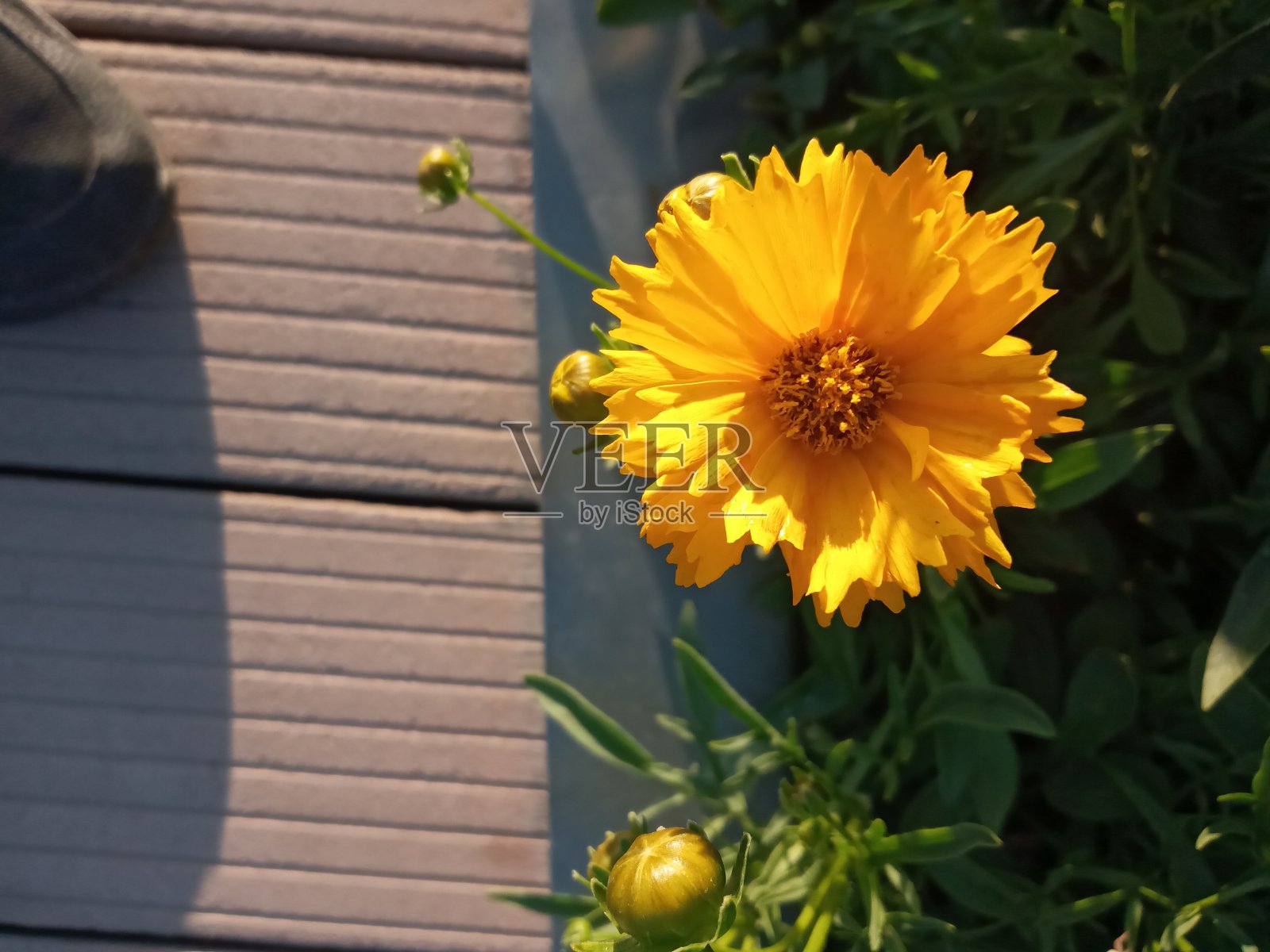 花园里特写深黄色花朵照片摄影图片