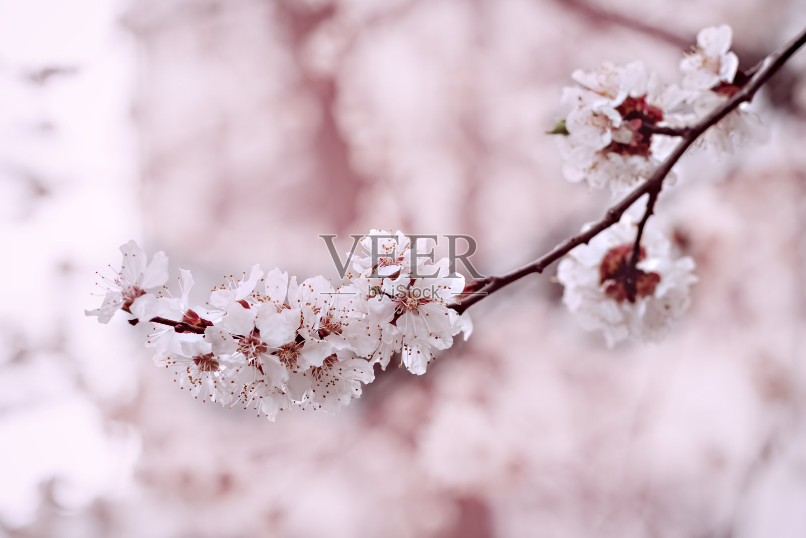 选择性集中于开花枝条。照片摄影图片