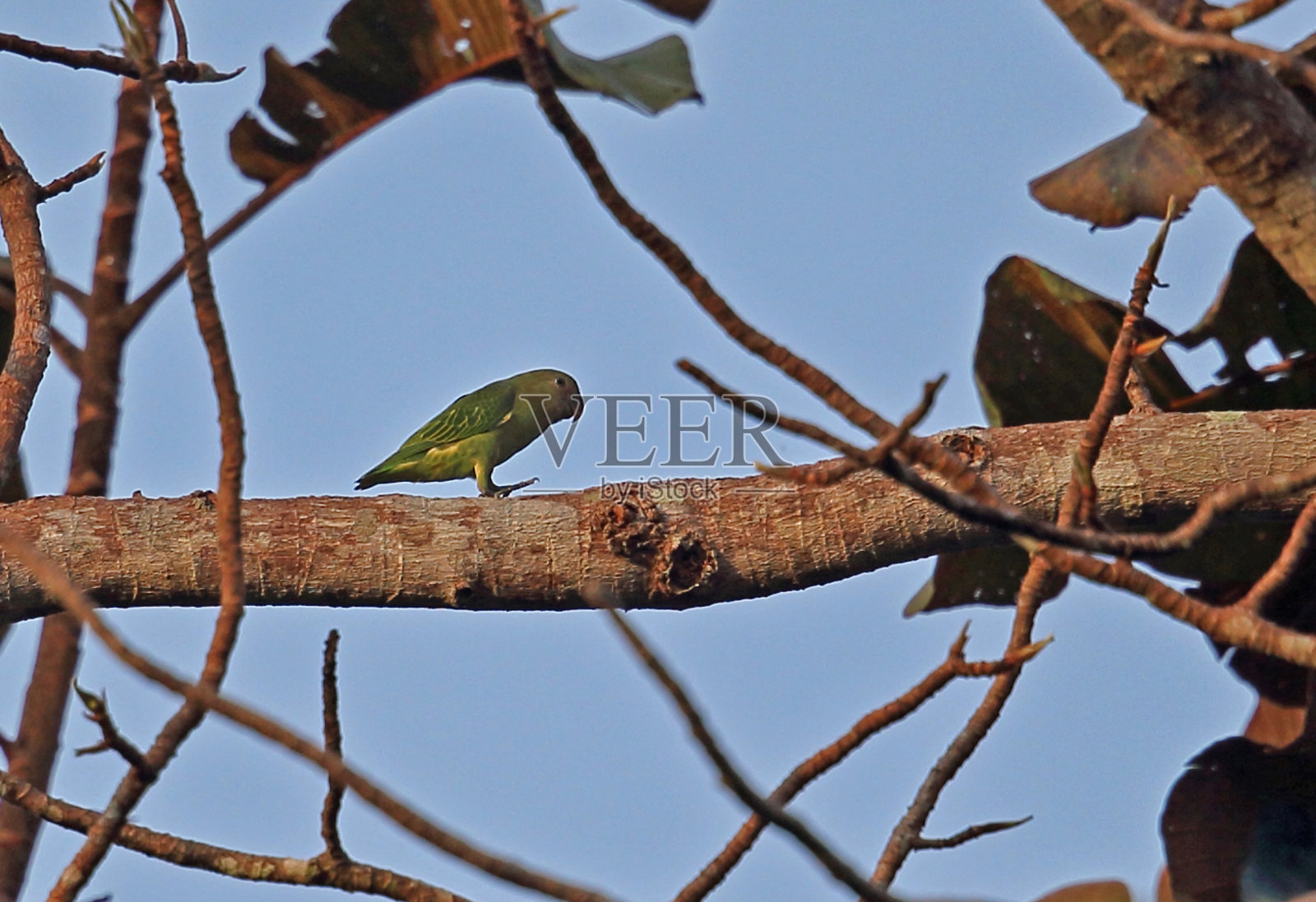 Blue-rumped鹦鹉照片摄影图片