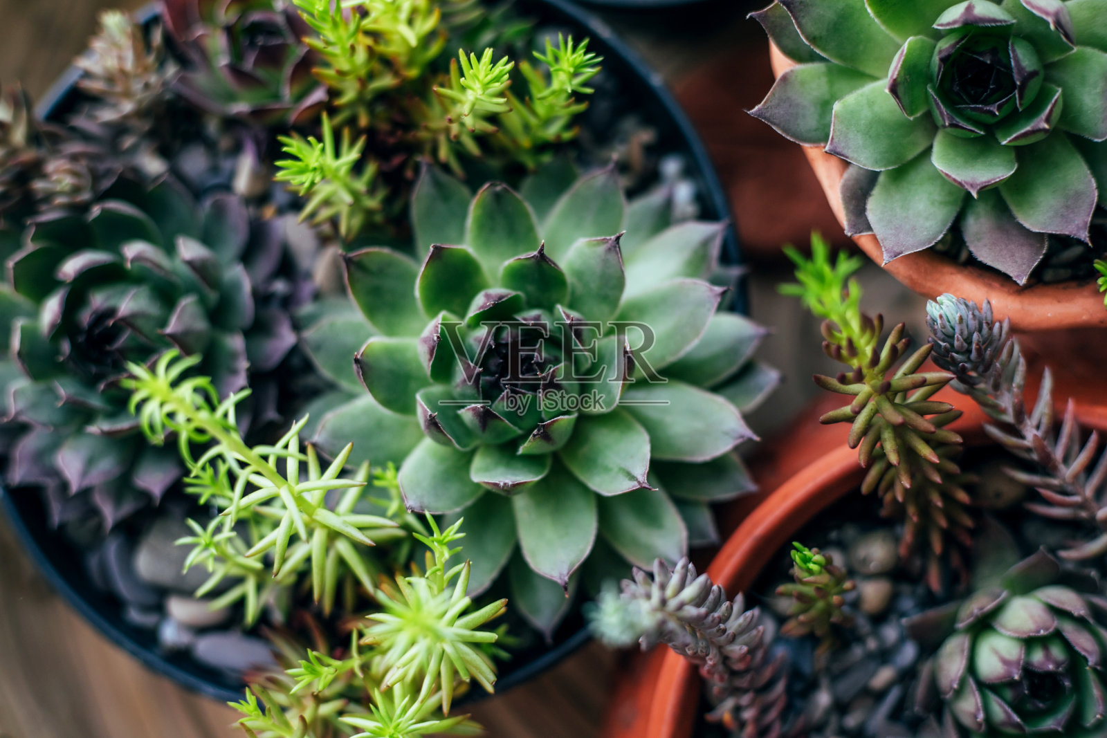 厨房的窗台上有盆栽。前视图。照片摄影图片