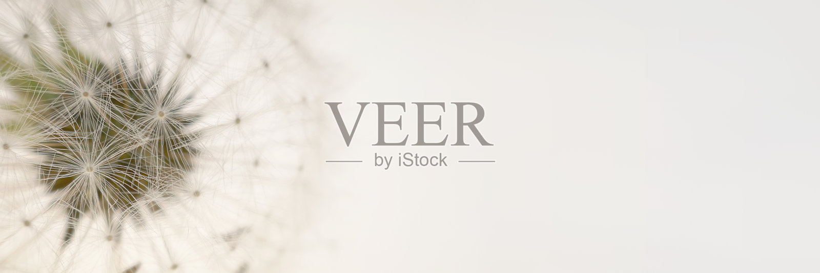 蒲公英的种子。花的横幅。蒲公英特写米色背景。蒲公英种子纹理。明度和空气流通。夏天的季节。自然的旗帜照片摄影图片