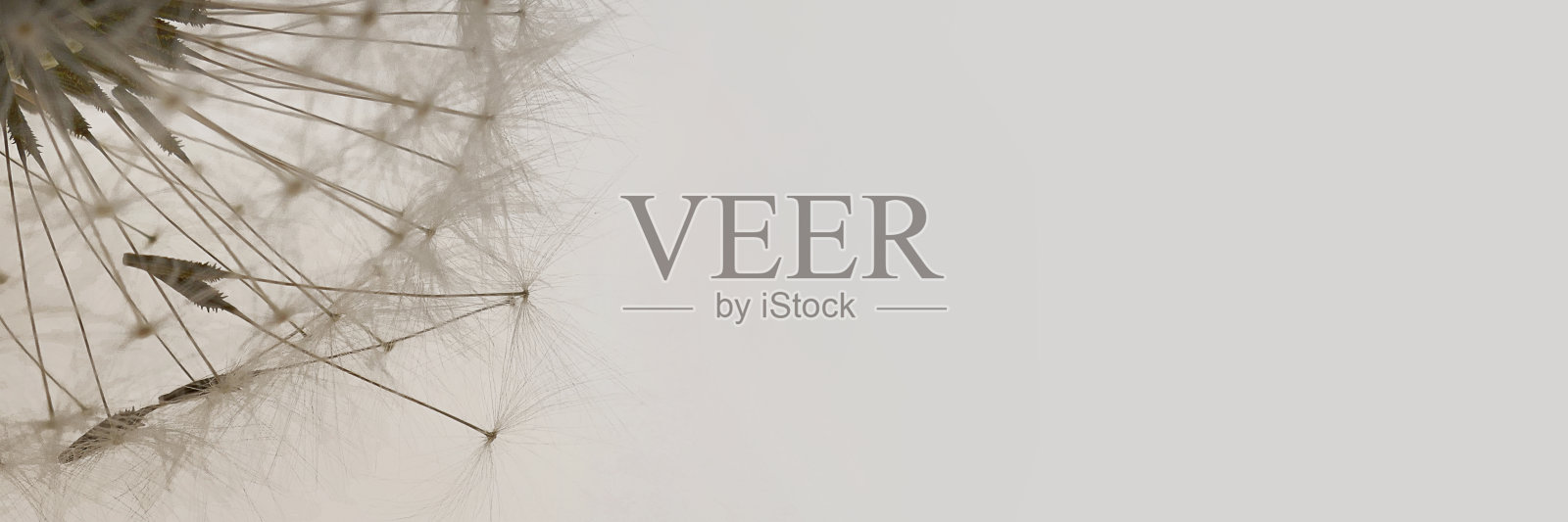 蒲公英的种子。花的横幅。蒲公英特写在一个灰色的背景。蒲公英种子纹理。明度和空气流通。夏天的季节。浅灰色的自然旗帜照片摄影图片