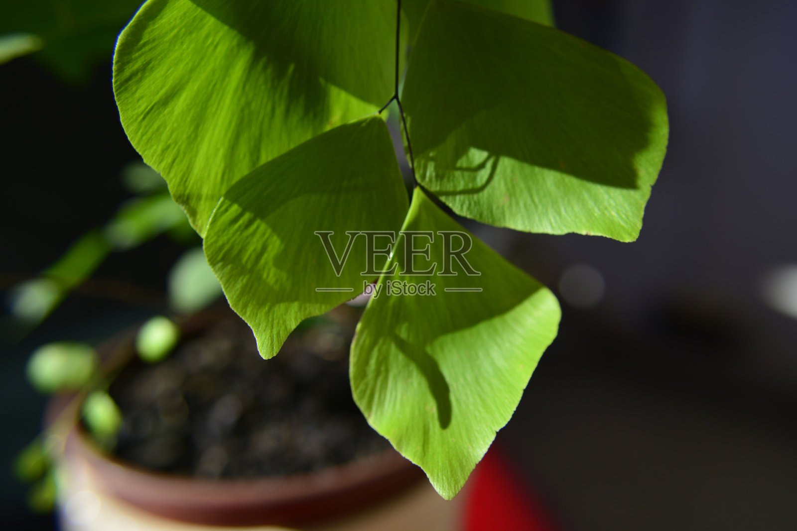 铁线蕨在下午晚些时候叶子照片摄影图片