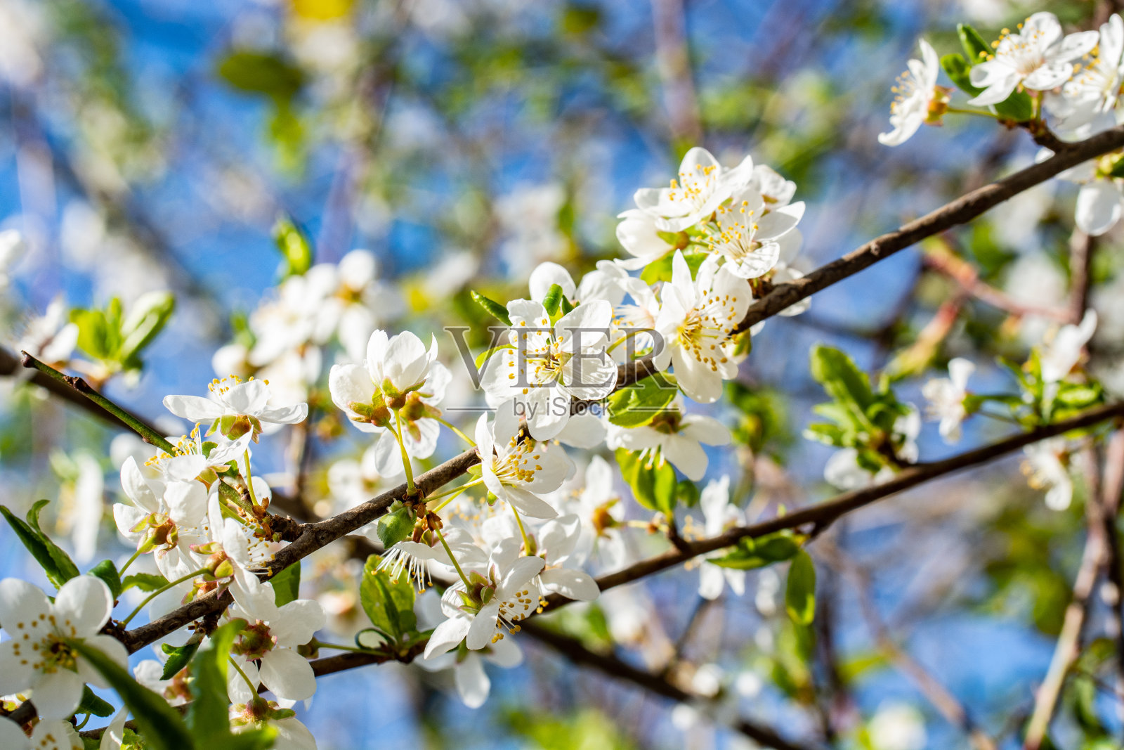 终于在阳光下，花开生命在春天照片摄影图片