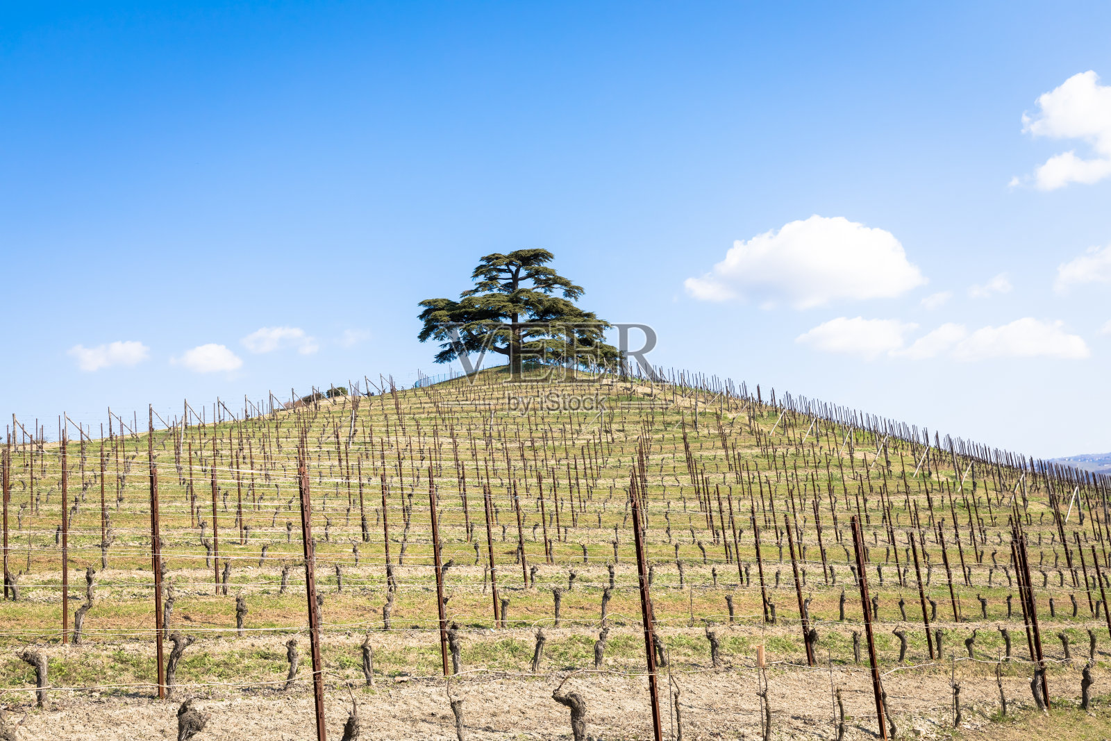 意大利皮埃蒙特地区的巴罗洛和巴巴雷斯科乡村。葡萄园与葡萄种植红葡萄酒。联合国教科文组织网站。照片摄影图片