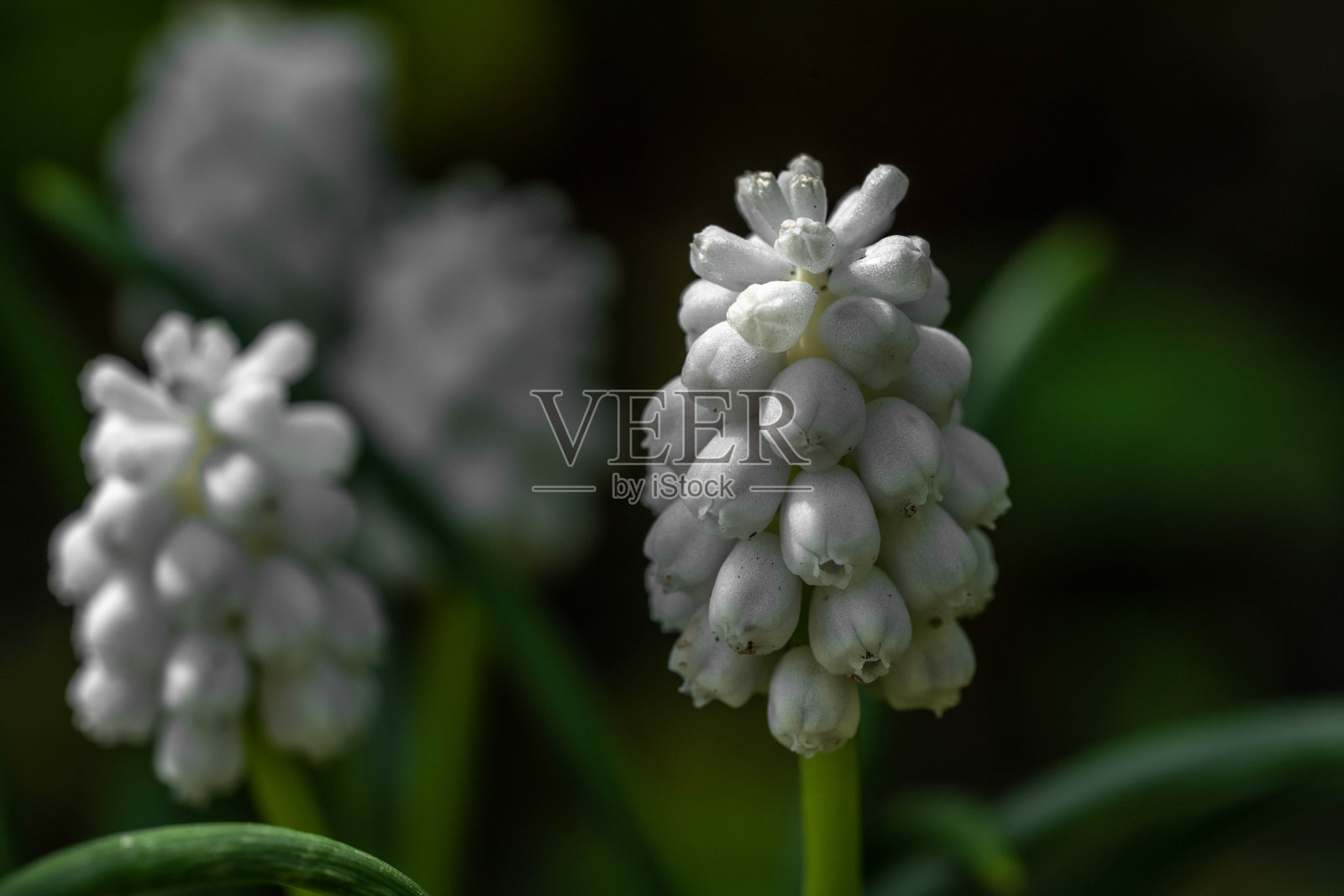 美丽的白色花蕾在茎上，春天照片摄影图片