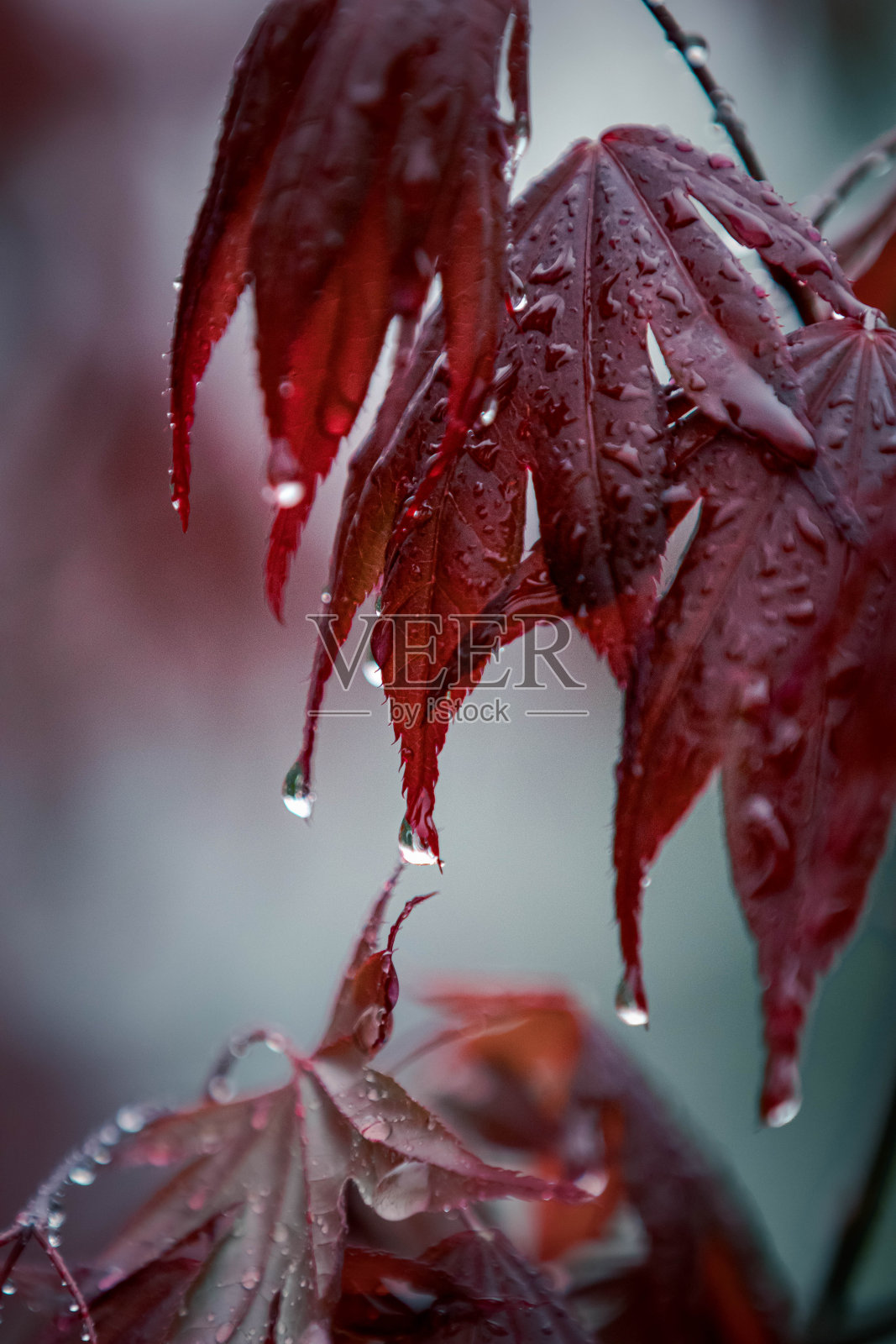 自然的照片照片摄影图片
