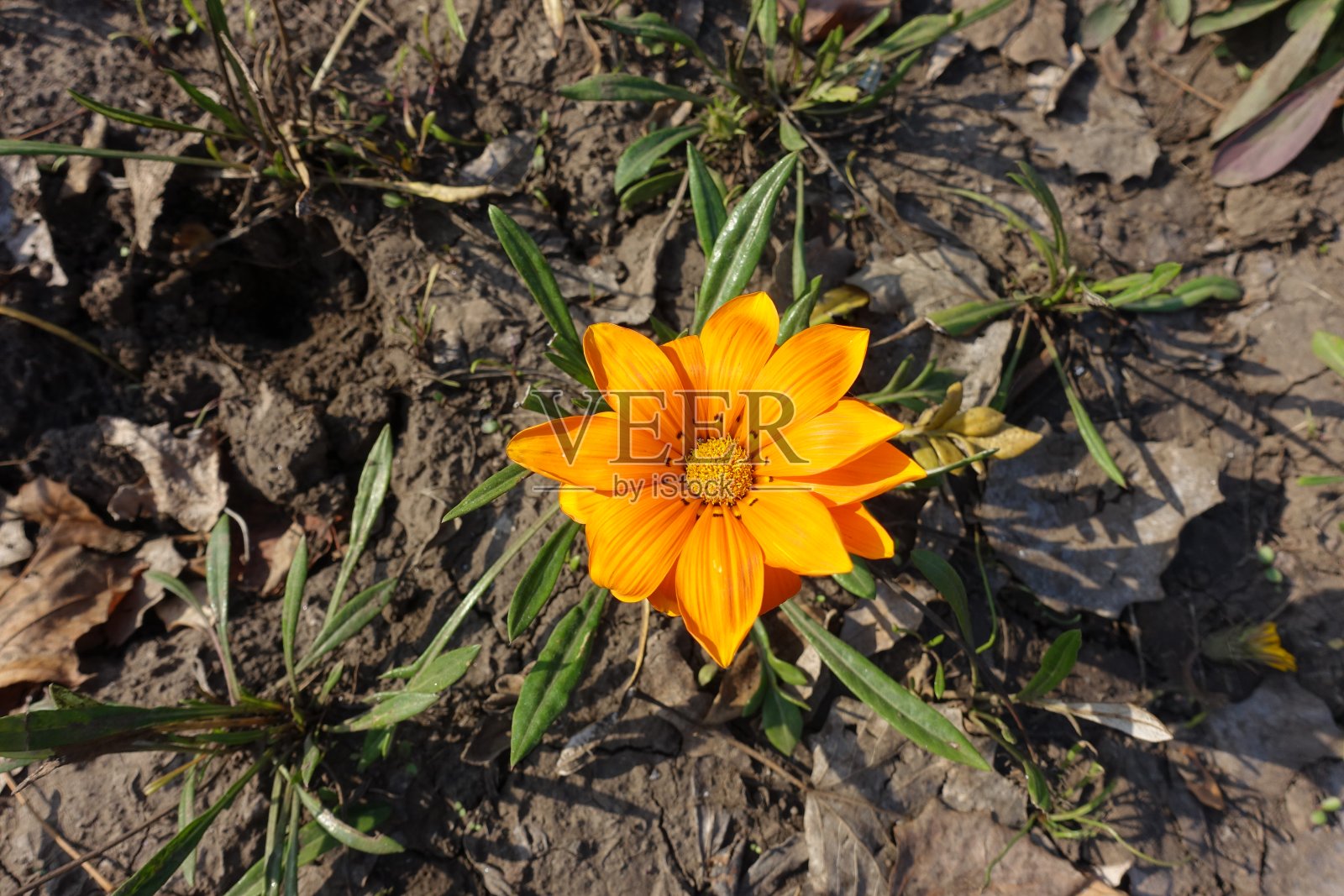 在10月中旬的Gazania rigens亮橙色花俯视图照片摄影图片