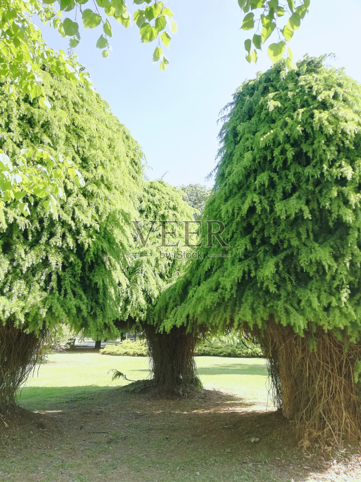 树照片摄影图片