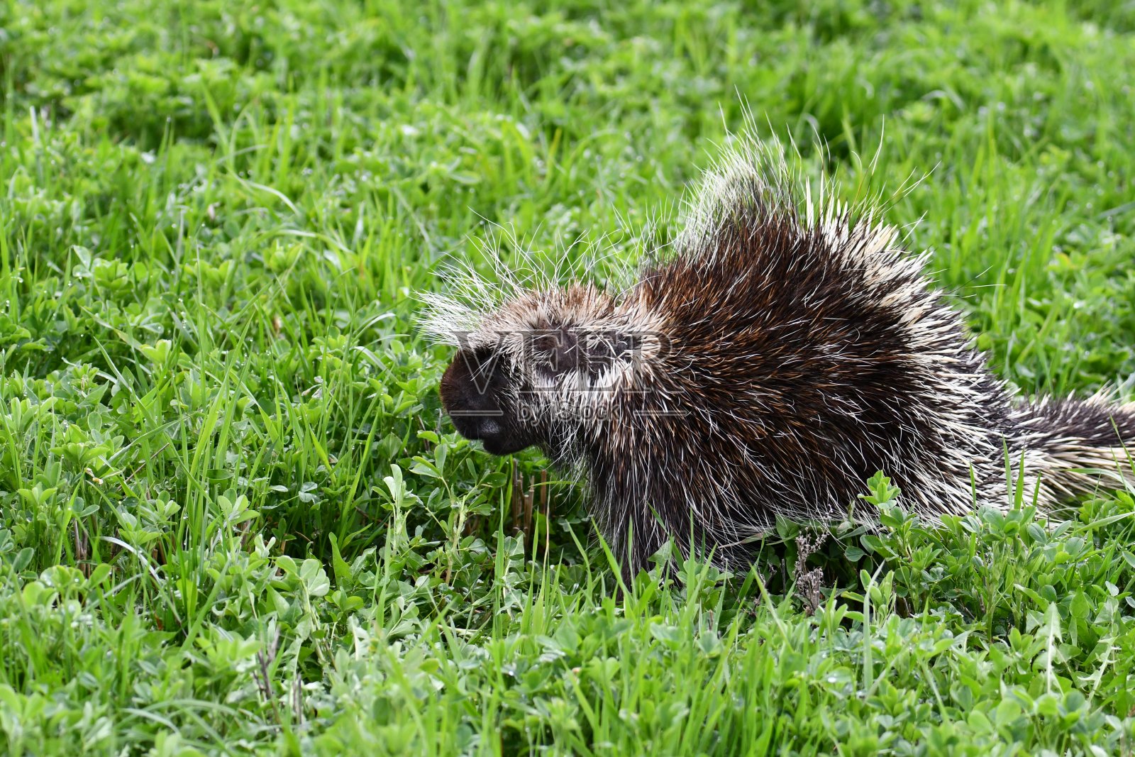 豪猪照片摄影图片