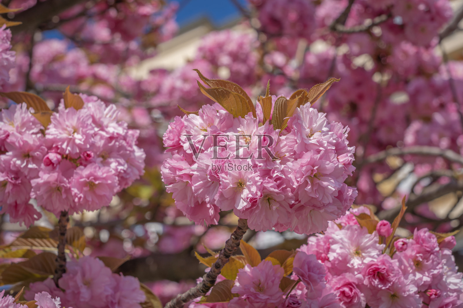 法国克利希:粉红色樱花树照片摄影图片