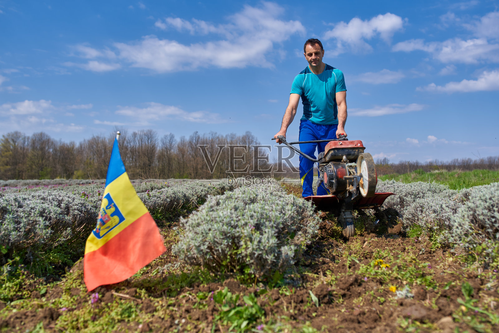 农夫在给薰衣草田除草照片摄影图片
