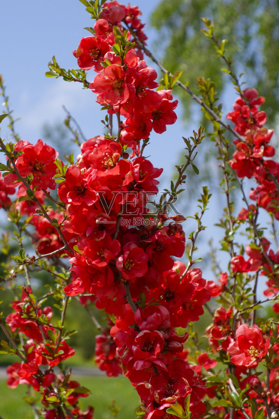 德国巴伐利亚霍亨里城堡照片摄影图片