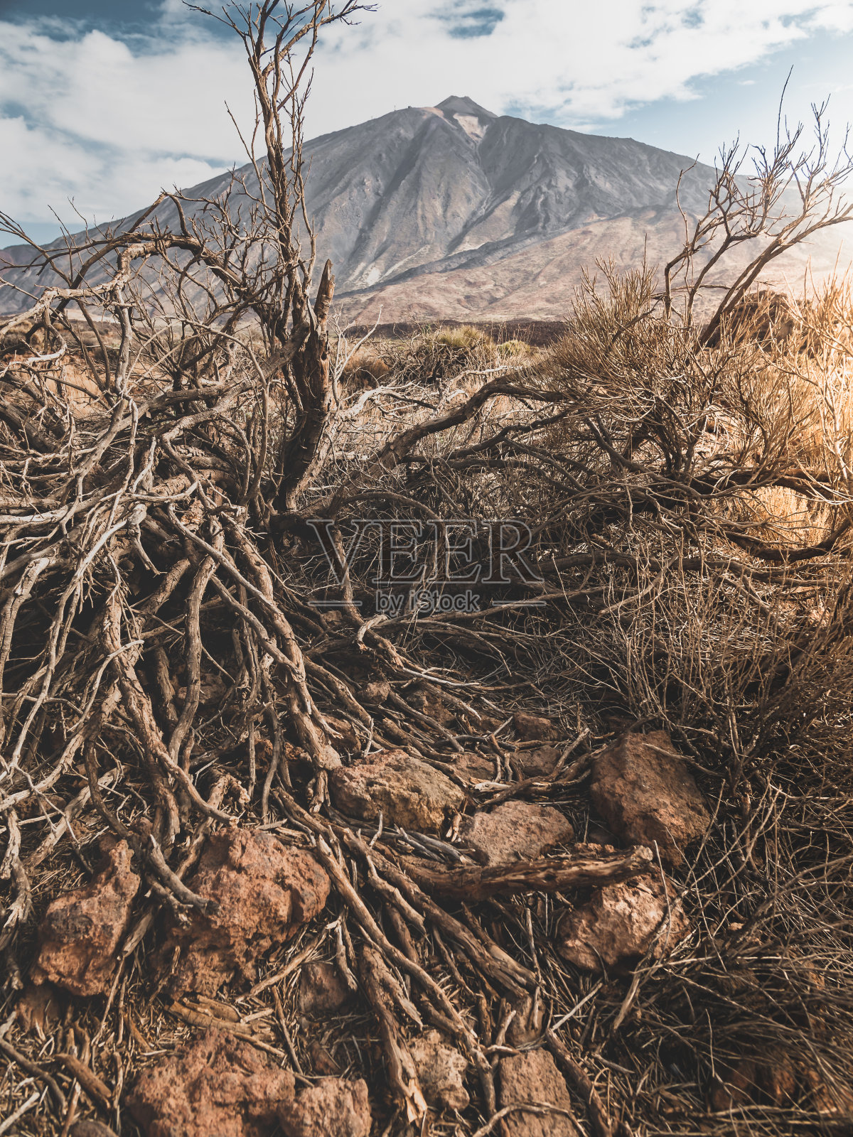 干燥的枯死的树和岩石在干旱的沙漠色调的特写图像照片摄影图片