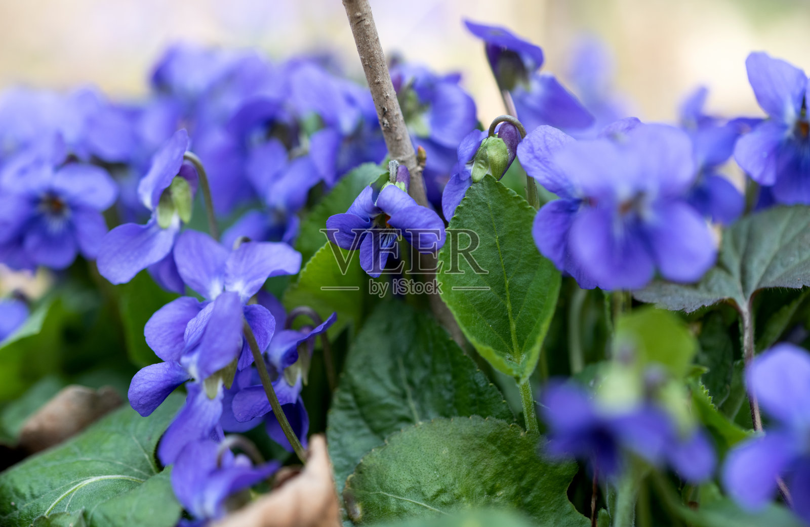 春天草地上盛开的紫罗兰照片摄影图片