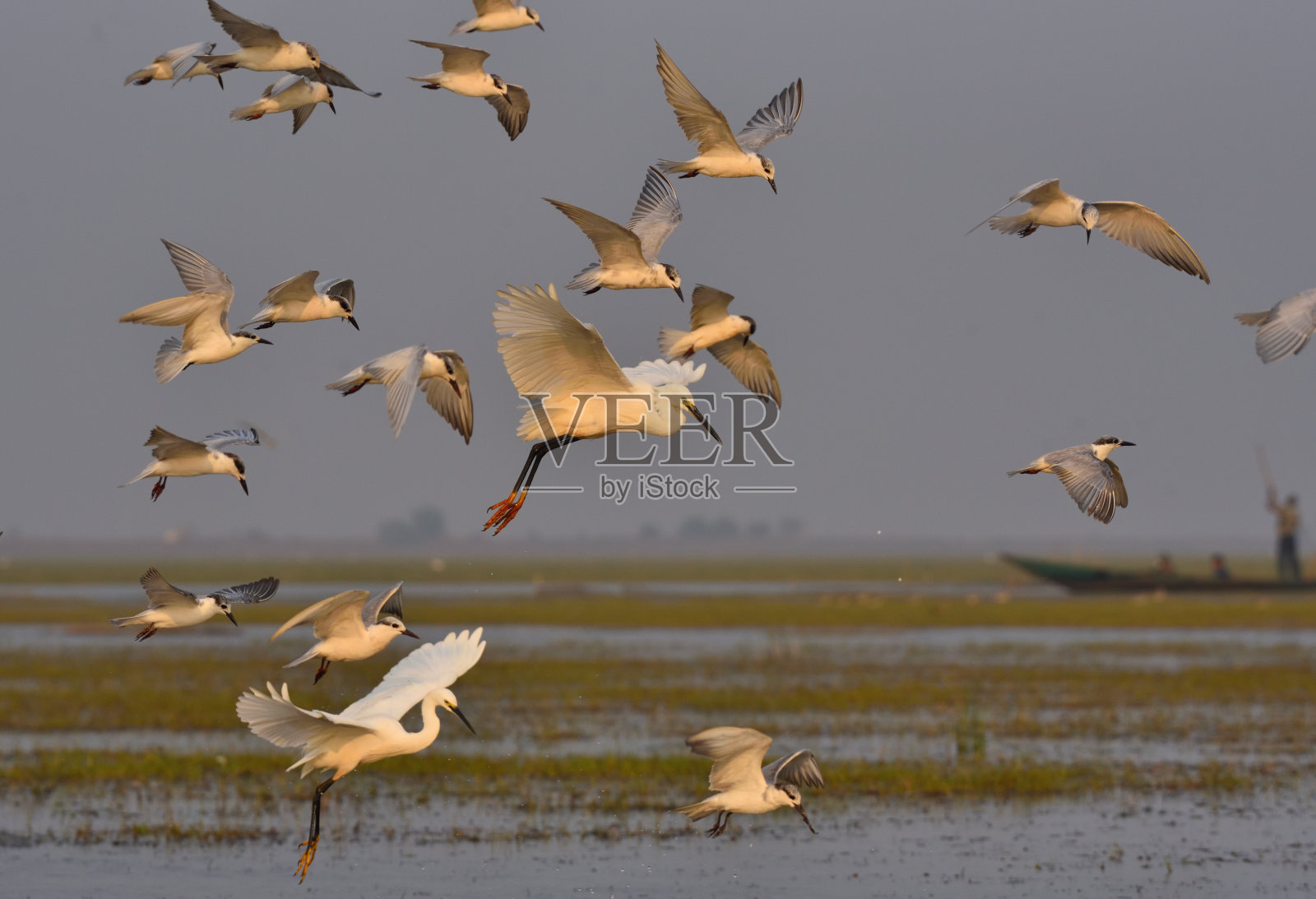 留胡须的燕鸥照片摄影图片