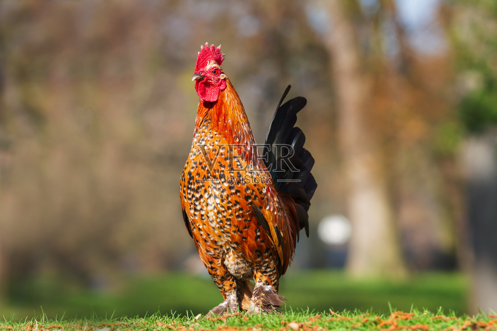 美丽多彩的装饰小公鸡。他有一把红色的梳子和一个裂片照片摄影图片