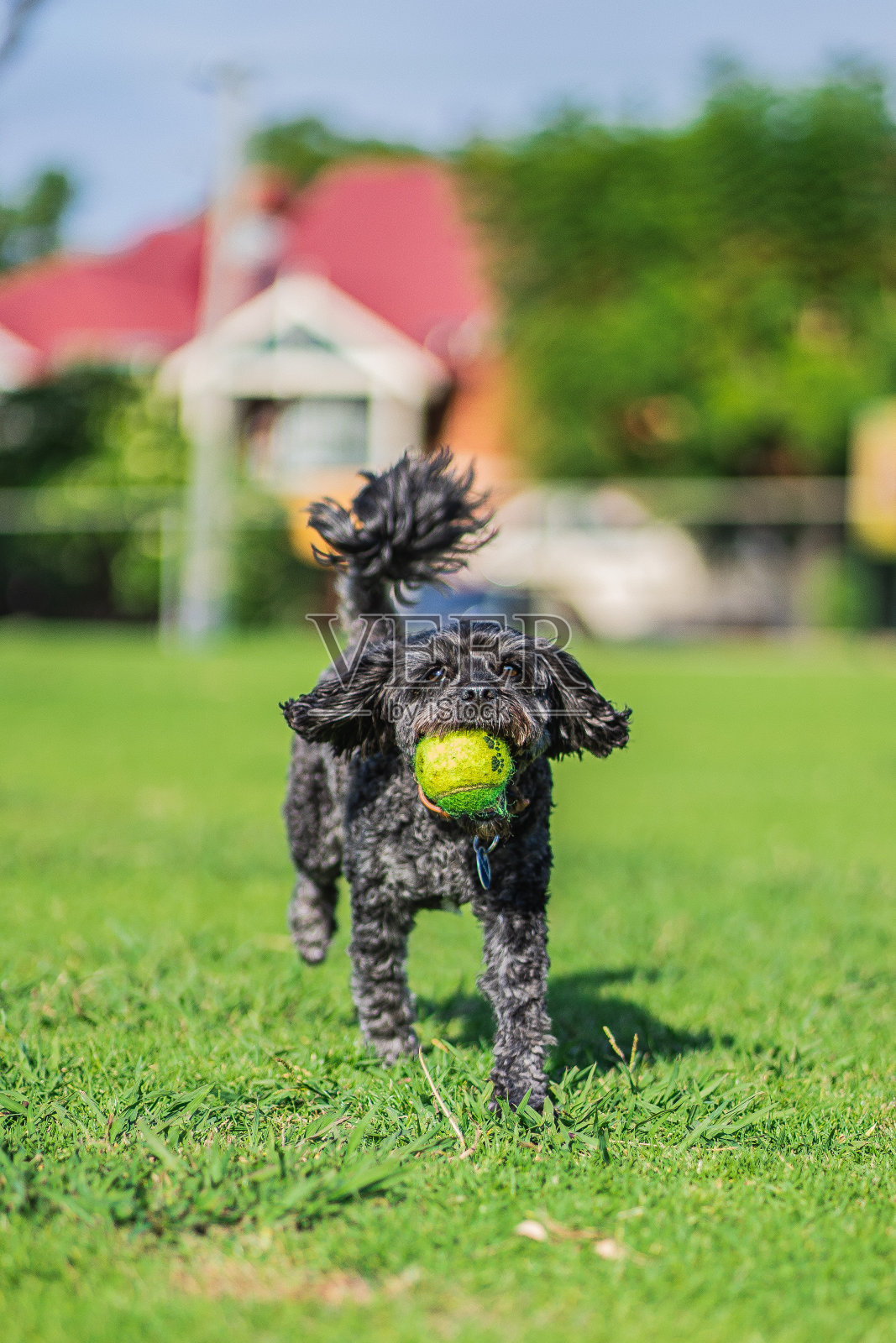 一只快乐的黑色Cavoodle cavapoo小狗照片摄影图片