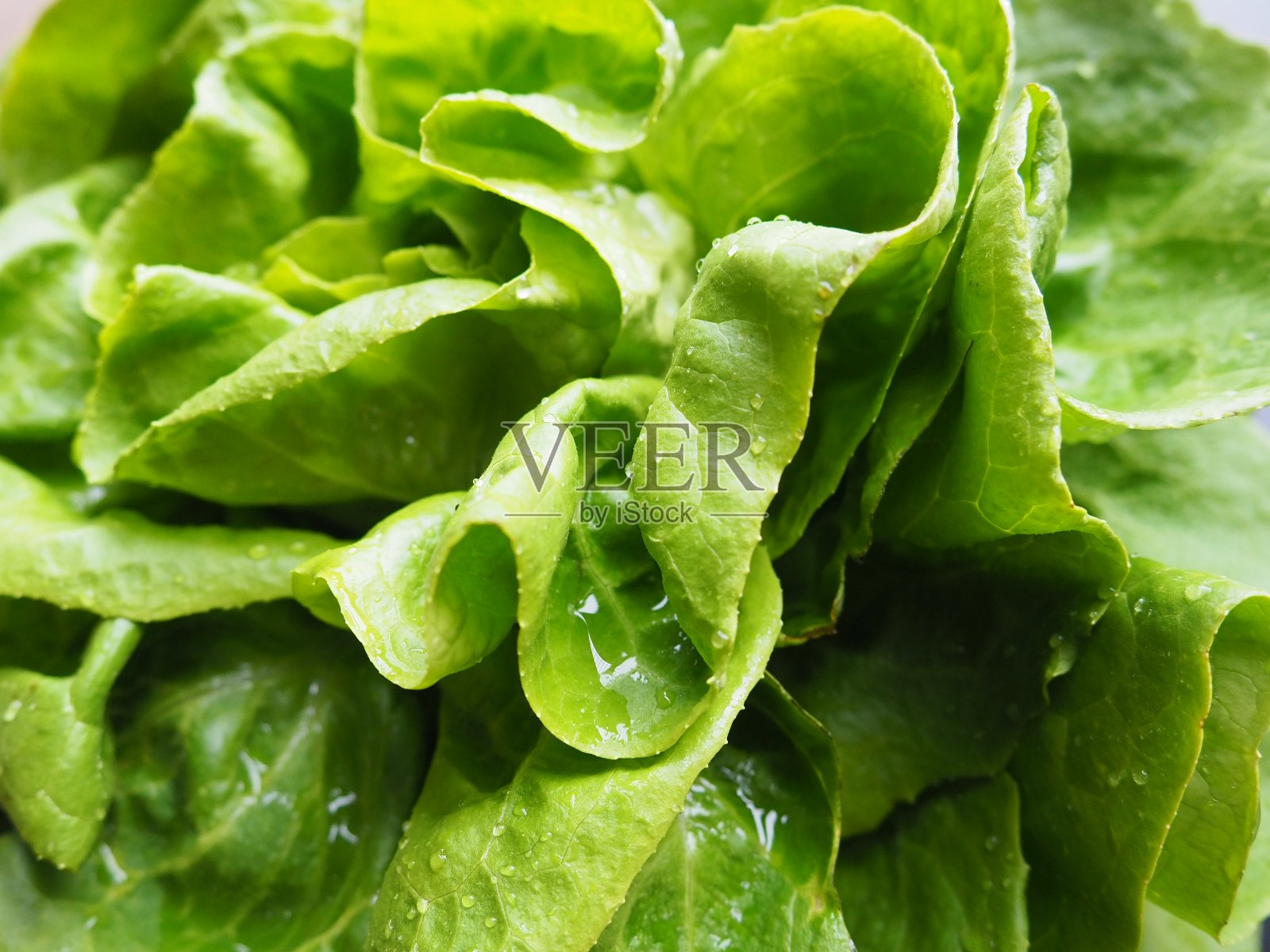 播种莴苣。菊科莴苣属的一年生草本植物。美味的强化。蔬菜沙拉或配菜。健康饮食的新鲜香草。叶莴苣或头莴苣。照片摄影图片