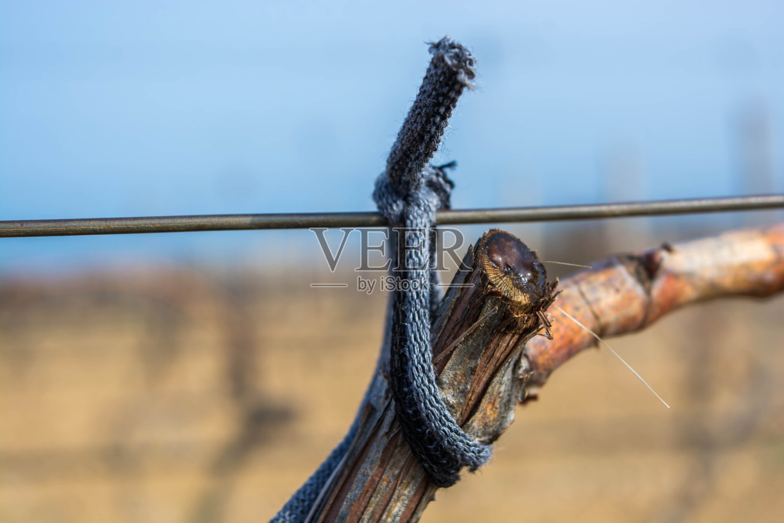 葡萄藤汁流照片摄影图片